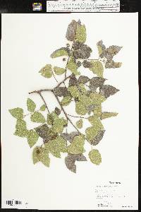 Celtis reticulata image