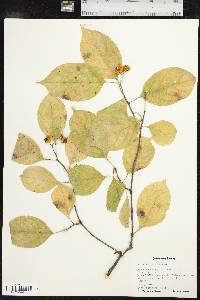 Celastrus scandens image