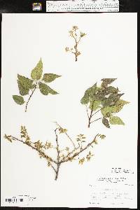 Celtis reticulata image