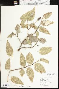 Celtis reticulata image