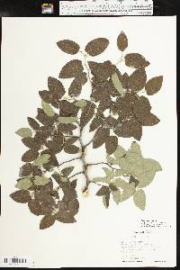 Celtis reticulata image