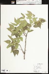 Celtis reticulata image