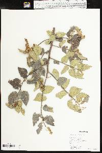 Celtis reticulata image