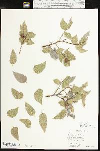 Celtis reticulata image