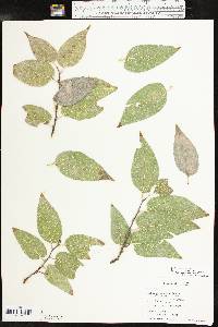 Celtis reticulata image