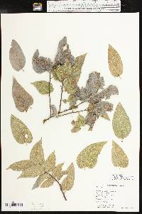 Celtis reticulata image