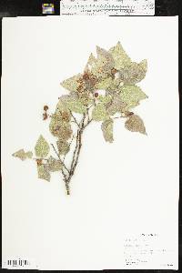 Celtis reticulata image