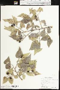 Celtis reticulata image