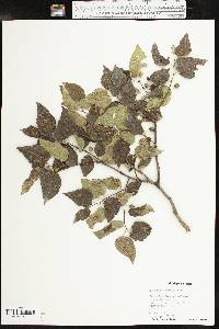 Celtis reticulata image