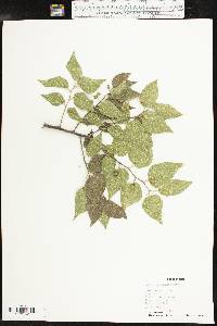 Celtis reticulata image