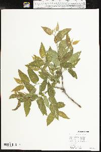 Celtis reticulata image