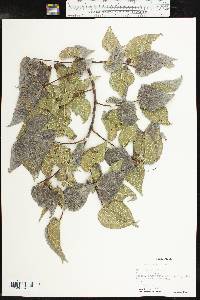 Celtis reticulata image