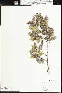 Celtis reticulata image