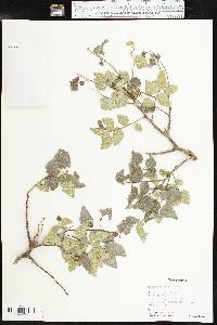 Celtis reticulata image