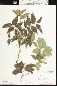 Celtis reticulata image