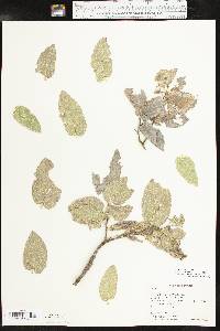 Celtis reticulata image