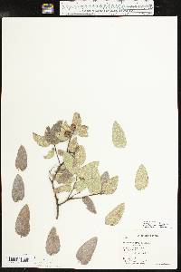 Celtis reticulata image