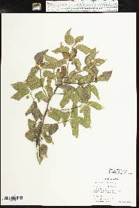 Celtis reticulata image