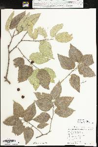 Celtis reticulata image