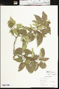 Celtis reticulata image