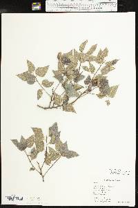 Celtis reticulata image