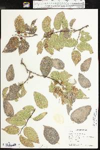 Celtis reticulata image