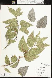 Celtis reticulata image