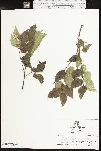 Celtis reticulata image