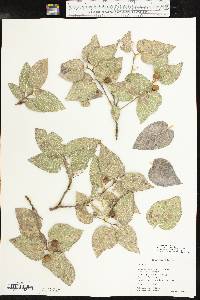 Celtis reticulata image