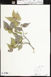 Celtis reticulata image