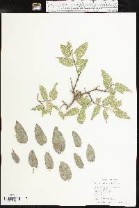 Celtis reticulata image