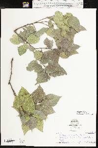 Celtis reticulata image