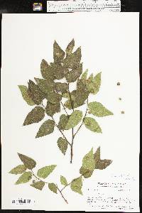 Celtis reticulata image