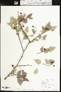 Celtis reticulata image