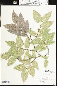 Celtis reticulata image