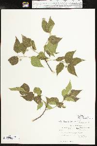 Celtis reticulata image