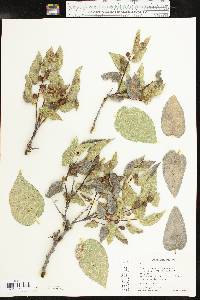 Celtis reticulata image