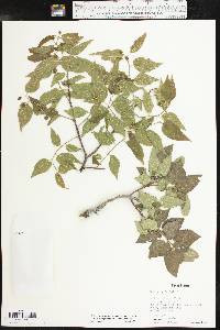 Celtis reticulata image