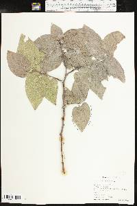 Celtis reticulata image