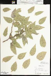 Celtis reticulata image