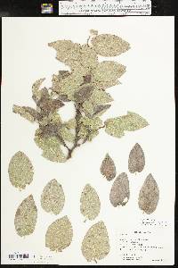 Celtis reticulata image