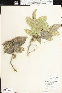 Celtis reticulata image