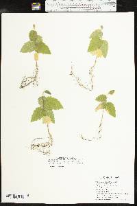 Celtis reticulata image