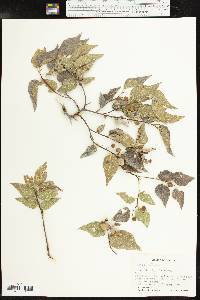 Celtis reticulata image