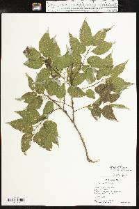 Celtis reticulata image