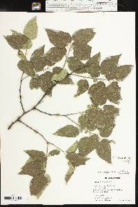 Celtis reticulata image