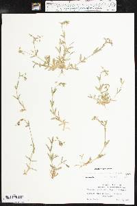 Cerastium brachypodum image