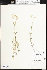 Cerastium fontanum subsp. vulgare image