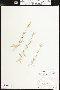 Cerastium brachypodum image