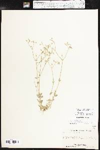 Cerastium fontanum subsp. vulgare image